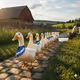 duck1one