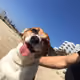 fredoggo