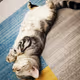 luckycatsleep
