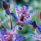 Orchidis