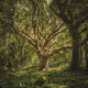 Tree46
