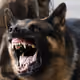 woofhow