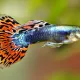 fish_betta