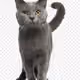 CharlesTheCat