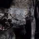 Hungry4NFTS