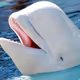 Baby_Beluga