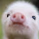 PiggyPigPig