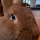 RabbitPhotography