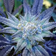 Frosty_Kush