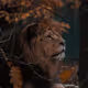 bigadandelion