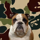 LuckyDogMafia