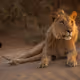 desertlion22
