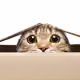 catlover4life