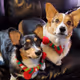 Karkarsu