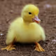 GodDuck