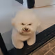 Jackson_delimah