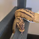Snakedaddy
