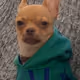 JustADog