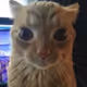 bingbinginc