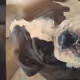 Morpheusthebulldog