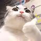 Five-Cats-to-Feed