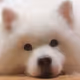 Qiu-Qiu