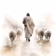 sheep2333