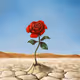 DesertRose7
