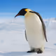 Zurfs_Igloo