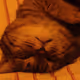 cat_day