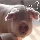 chenbigpig