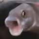 0xSashimi