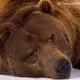 Bearbutts1212