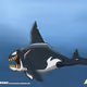 Whale-St4rr