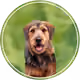 MuttGang