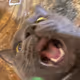 CallMeSenpai