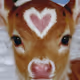 fairytism