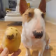 KindaFunnyHappyCoolDog