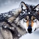 WolfVox