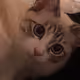 NEKO2022