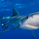Ocean_Eye_App