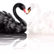 UMyu