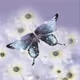 ApliuQ