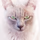 Liit_pro