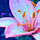 0x2bbae11380b2209279adfe66502c9b8802f564d4