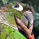 DonGuacamaya