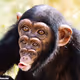 TheHappyChimp