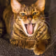 KingToyger007