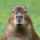 a_capybara