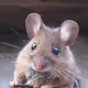 Pacmouse